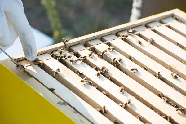 Die Bienen in einem Bienenstock auf dem Feld — Stockfoto