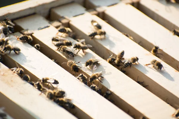 Arılar bir arı kovanı alanı içinde