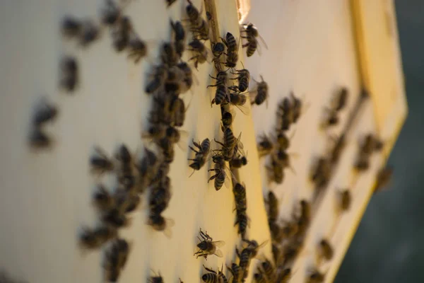 As abelhas dentro de uma colmeia no campo — Fotografia de Stock