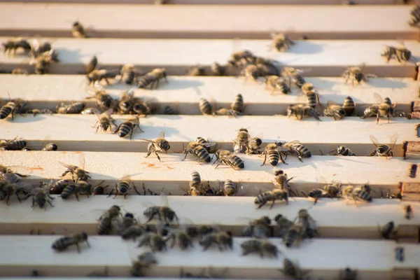 Die Bienen in einem Bienenstock auf dem Feld — Stockfoto