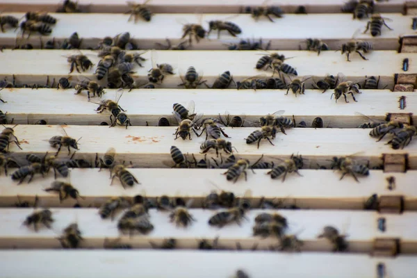 Die Bienen in einem Bienenstock auf dem Feld — Stockfoto