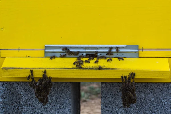 Bees entering the hive. Bees defending the hive. — Stock Photo, Image