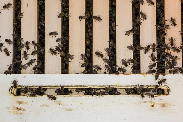 Бджоли всередині вулика в полі — стокове фото