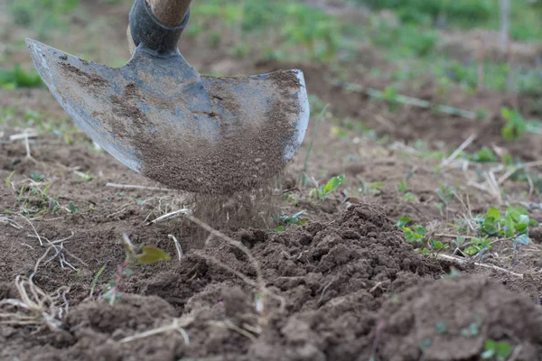 Bir bahçe alanı ve kir yolu ayıklayacaktır Bahçe Çapa
