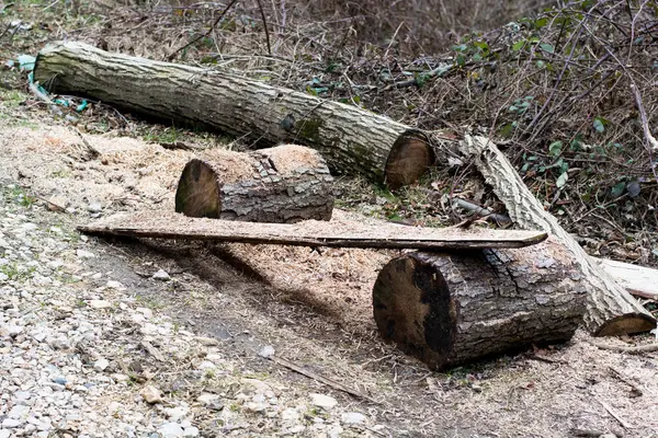 Günlükleri ve toz ile doğrama. Kırsal