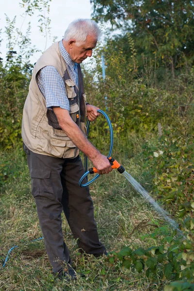  Emekli bahçıvan bahçe hortumu ile sulama. 