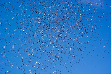 Karıncalar alanında uçan bir sürüsü 