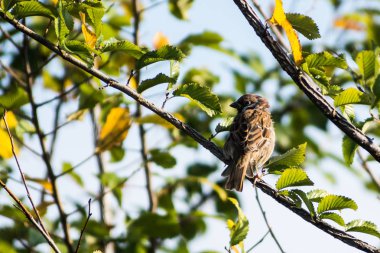 Avrasya ağaç serçe (Passer montanus)