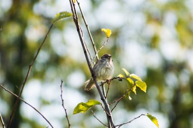 Avrasya ağaç serçe (Passer montanus)