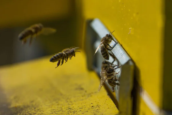 Κυψέλες σε ένα μελισσοκομείο. Οι μέλισσες που πετούν στα συμβούλια προσγείωση και εισάγετε — Φωτογραφία Αρχείου