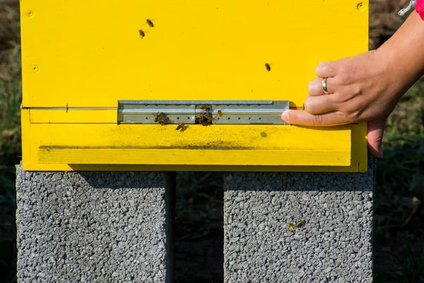 Vrouwelijke hand opening bijenkorf. Bijenkasten in een bijenteelt. — Stockfoto