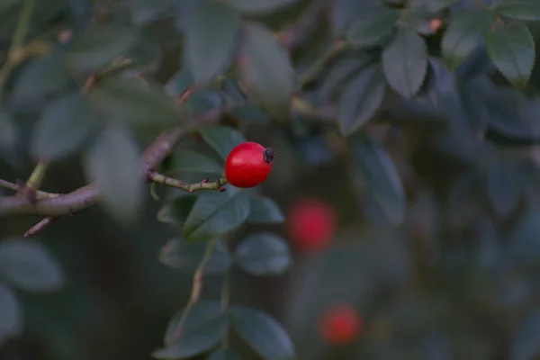 Rosa mosqueta en la naturaleza en la rama en el bosque salvaje — Foto de Stock