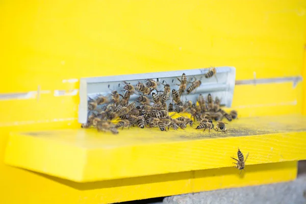 Bees entering the hive. Bees defending the hive. — Stock Photo, Image