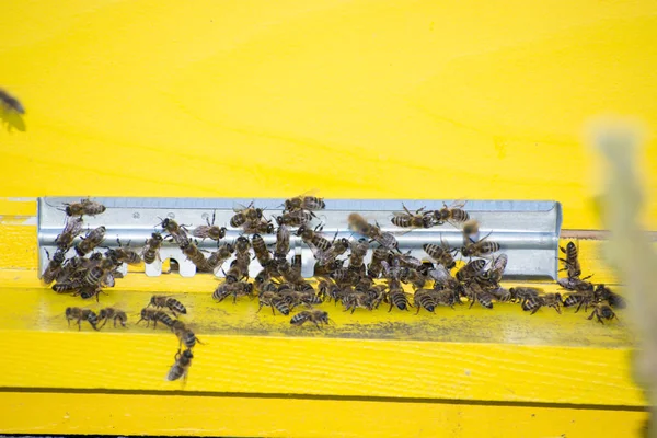 Bienen betreten den Stock. Bienen verteidigen den Bienenstock. — Stockfoto