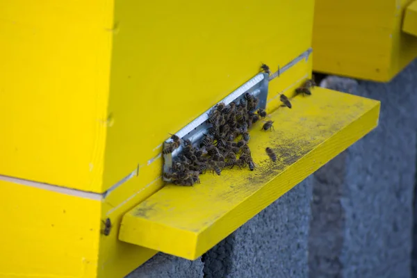 Bees entering the hive. Bees defending the hive. — Stock Photo, Image