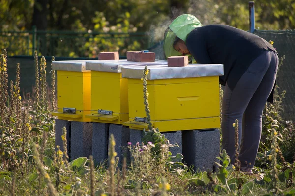 Female beekeeper checking a beehive to ensure health of the bee