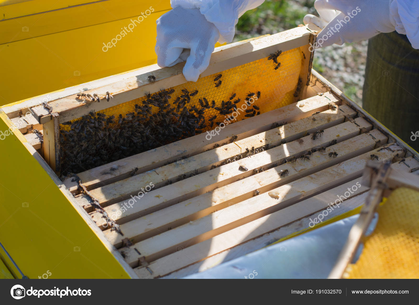 Пчеловод Перемещает Рамки Внутри Пчелиной Коробки Стоковое Фото.