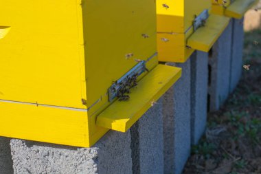 Çalışma arılar ile sarı arı kovanı.