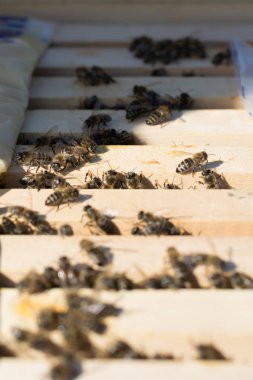 Tasvirler yaz için açılan arı kovanı