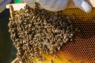 Bir arıcı çerçeve arı kutusunun içindeki yerini değiştirir