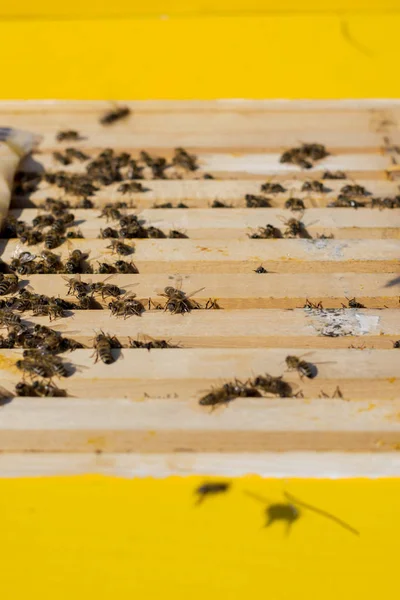 Bienenstock im Sommer zur Prüfung geöffnet — Stockfoto