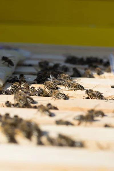 Bienenstock im Sommer zur Prüfung geöffnet — Stockfoto