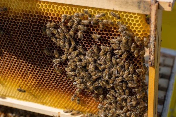 Μελισσοκόμος κινείται πλαίσια μέσα στο πλαίσιο της μέλισσας — Φωτογραφία Αρχείου