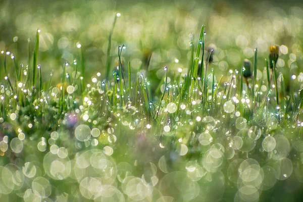 푸른 잔디와 봄 풀밭에이 슬 방울. — 스톡 사진