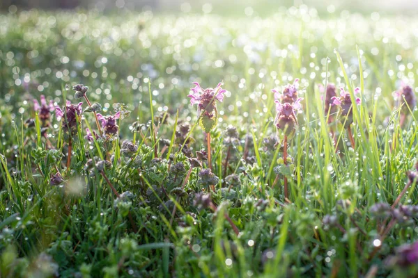 Дикая крапива в весеннее время на травяном поле, покрытом d — стоковое фото