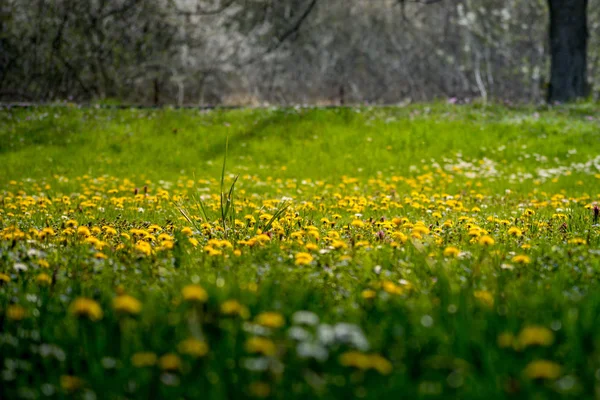잔디 필드에 Beatifull 노란 민들레 — 스톡 사진
