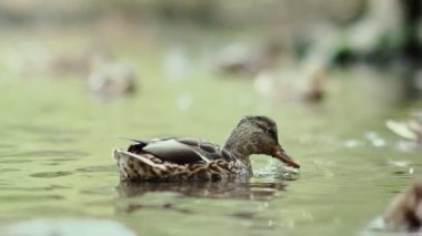 Slowmotion: Bir havuzda yüzen kahverengi ördek. Göçmen kuşlar.