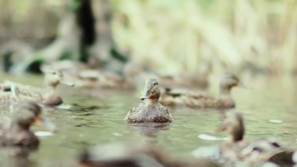 Ныряет под воду. Забавные утки. waterfowl — стоковое видео