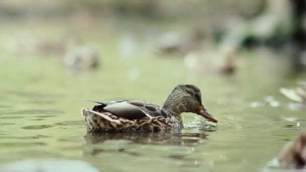 Slowmotion: bruine eend zwemmen in een vijver. Trekvogels. — Stockvideo