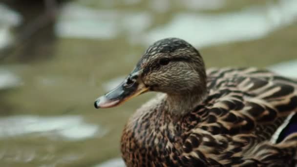 Un pato se sumerge bajo el agua. Patos graciosos. aves acuáticas — Vídeo de stock