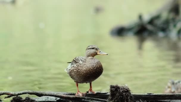 Pato sentado en un tronco. Divertido pato sentado en un tronco y mirando a su alrededor . — Vídeo de stock