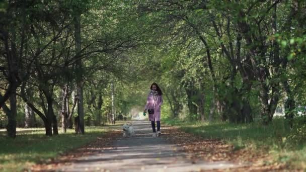 面白いとかわいいペットの犬。ペットの飼い主。秋の公園を歩く. — ストック動画