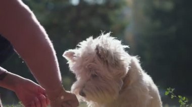 White terrier. Put out your paw Owner executes the command