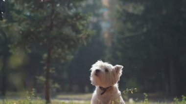 Köpek yavrusu atlar ve sonbahar parkta pençe kaldırır