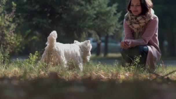 Slowmotion: właściciel nazywa psa. Pies jedzie do właściciela. — Wideo stockowe