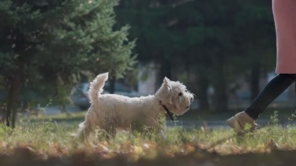 Movimento lento: Cão com uma cor bege. Pequeno cão seguir o seu dono . — Vídeo de Stock