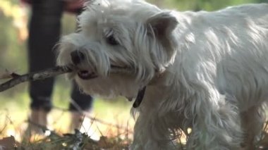 Köpek ağzına bir sopa tutuyor. Bir sopa ile oynayan aktif köpek