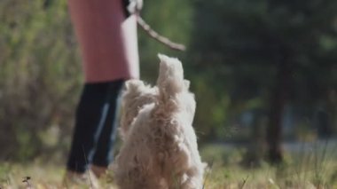 Köpekle oynayan bilinmeyen bir kız. Orta boy bir köpek