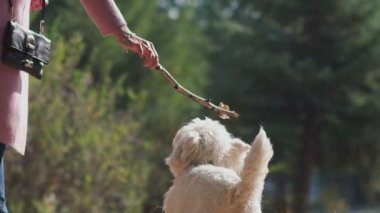 Köpek atlar ve sopayı ısırır. Köpek bir dal ile oynar