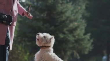 Köpek atlar ve sopayı ısırır. Köpek ağacın bir dalı ile oynar