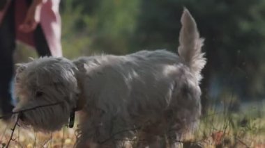 Köpeğe sopa atan kadın eli. Küçük köpek peşinden koşuyor