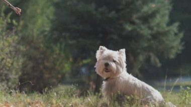Köpek ağacın bir dalı ile oynar. Slowmotion