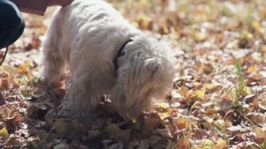 West highland white terrier looking for a bone in the fall foliage.