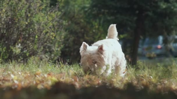 Peach dog stuck out her tongue and goes skipping. Clever dog breed — Stock Video