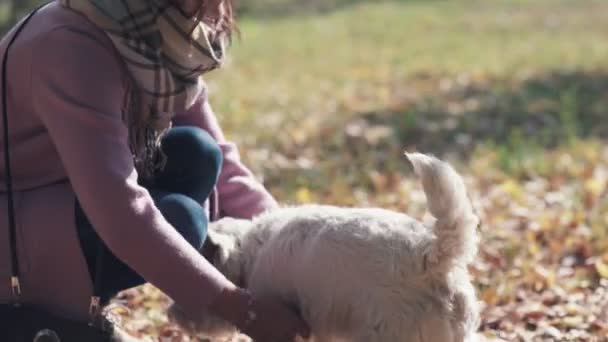 Köpekle oynuyorum. Neşeli ve enerjik köpek yavrusu — Stok video