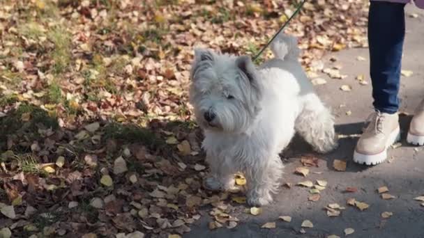 Köpek durdu ve mesafeiçine bakar. Orta boy bir köpek — Stok video